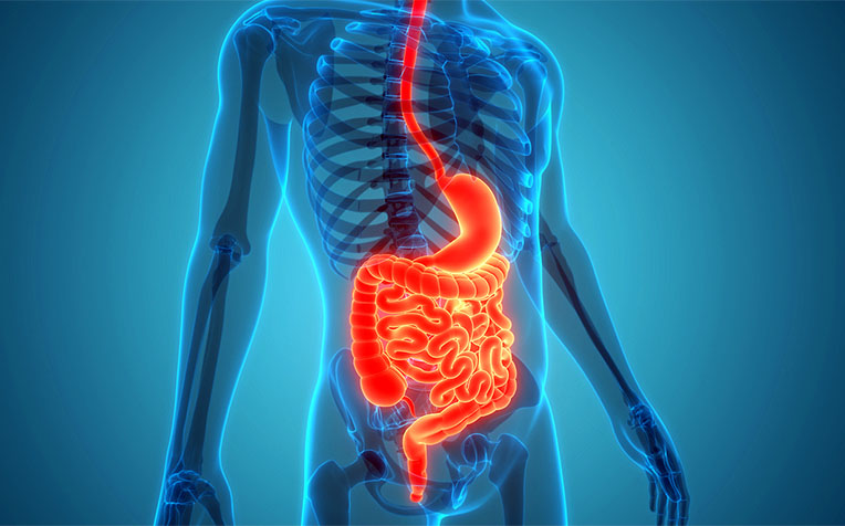 gut health: how to protect your digestive system