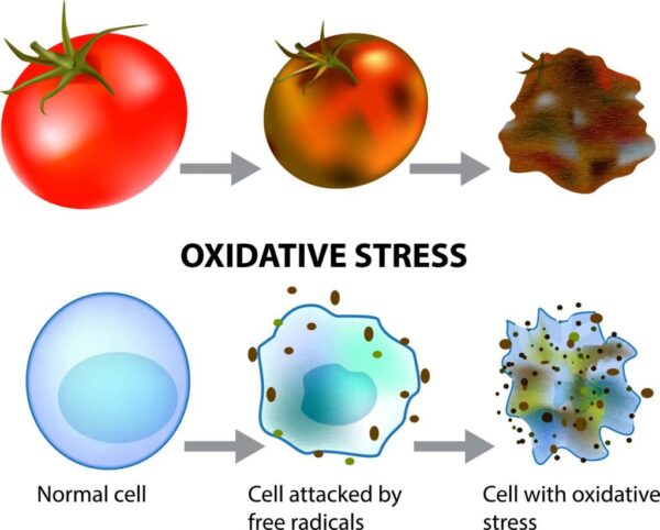 oxidative stress 1024x822 1 600x482